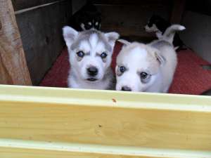 Vand pui husky siberian