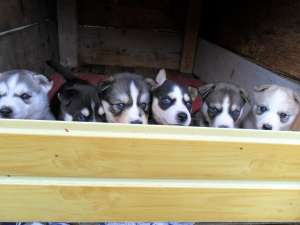 Vand pui husky siberian