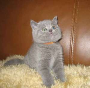 accesibile pisoi British Shorthair