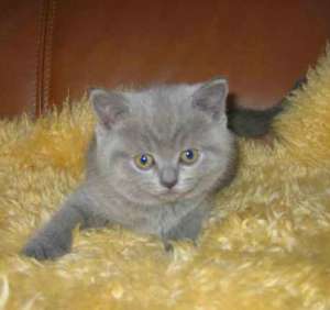 accesibile pisoi British Shorthair