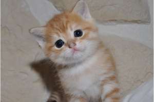 accesibile pisoi British Shorthair
