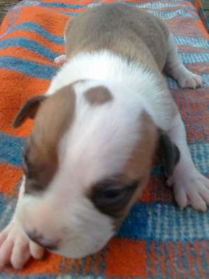 Vand pui amstaff