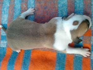 Vand pui amstaff
