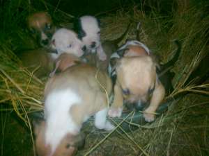 Vand pui amstaff