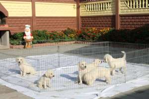 golden retriever cu pedigree