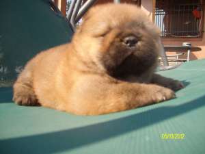 PUI DE CALITATE CHOW CHOW TOATE CULORILE-direct de la crescator