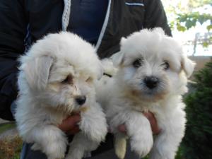 Bichon maltez talie mica ,             alb complet