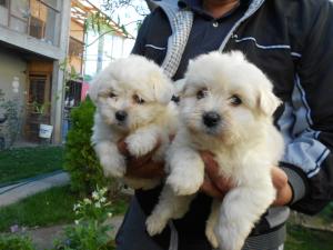 Bichon maltez talie mica ,             alb complet