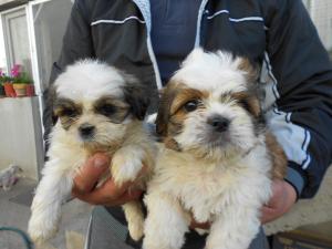 Pui shih tzu diferite culori