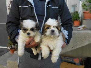 Pui shih tzu diferite culori