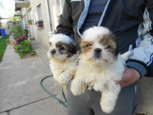 Pui shih tzu diferite culori