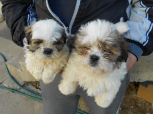 Pui shih tzu diferite culori