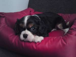 pui cavalier king charles tricolor