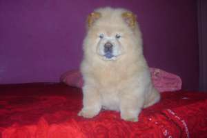 pui de chow chow de vanzare