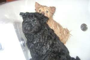 pui de chow chow de vanzare