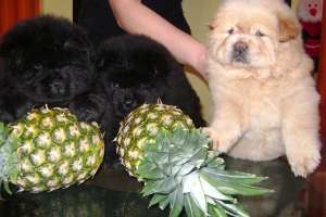 pui de chow chow de vanzare