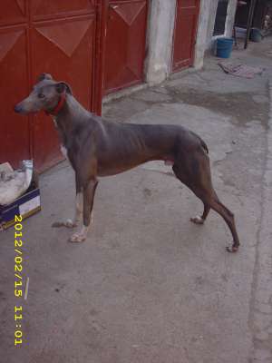 ofer ogar englez-greyhound spre vanzare
