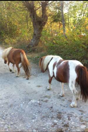 ponei de vanzare