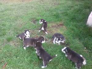 Vand pui husky siberian rasa pura