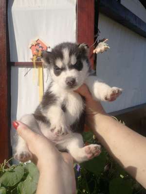 Vand pui husky siberian rasa pura