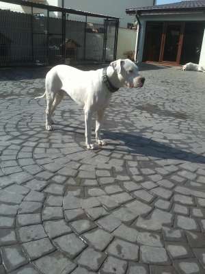 ofer pt monte dog argentinian