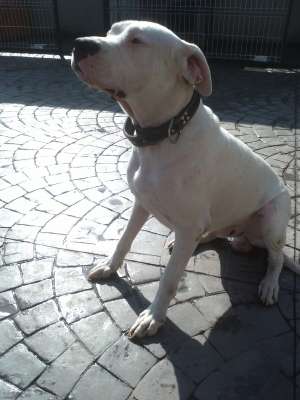 ofer pt monte dog argentinian