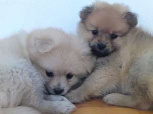 pui spitz pitic