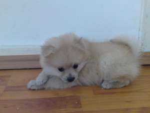 pui spitz pitic