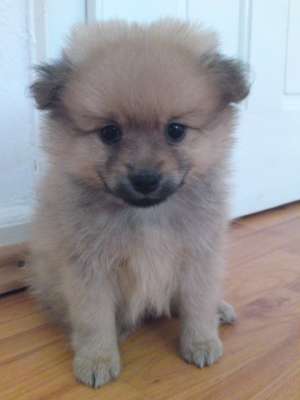 pui spitz pitic