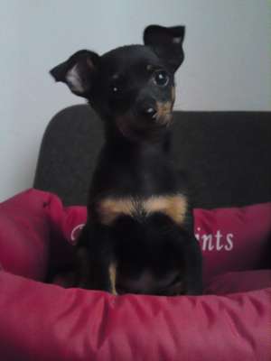 vand pui pinscher pitic