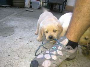labradori
