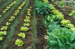 FEMEI SI CUPLURI AGRICULTURA GERMNIA