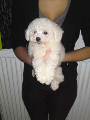 vand pui bichon frise