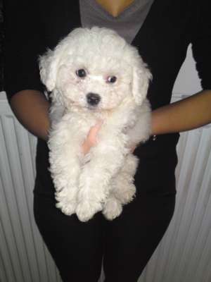 vand pui bichon frise