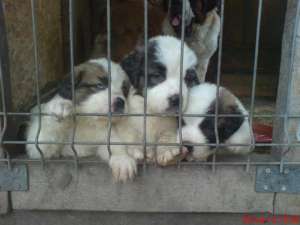 Vand pui Saint Bernard