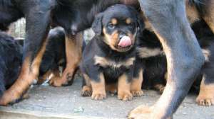vand pui de rottweiler