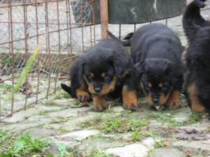 vand pui de rottweiler