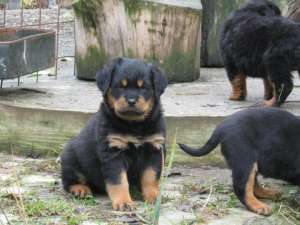 vand pui de rottweiler