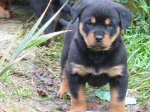 pui de rottweiler