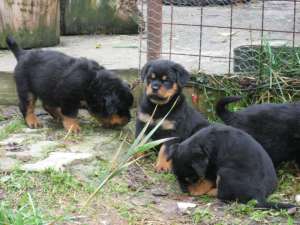 pui de rottweiler