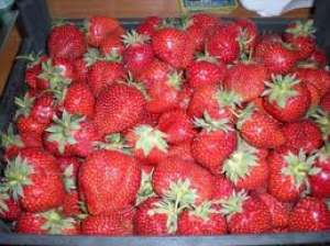 MARACINENI ARGES. Oferim spre vanzare stoloni vigurosi,  tineri diverse soiuri. 0,  30 ron 074215202