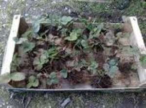 MARACINENI ARGES. Oferim spre vanzare stoloni vigurosi,  tineri diverse soiuri. 0,  30 ron 074215202