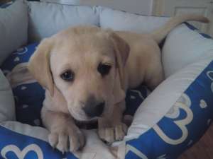 pui labrador auriu