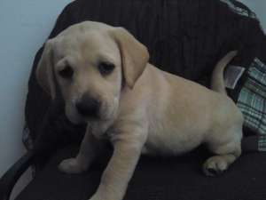 pui labrador auriu