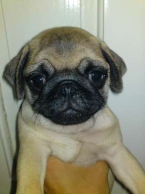 vand pui mops/pug bej