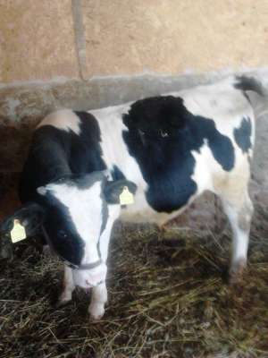 vand 3 tauri