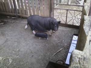 porci vietnamezi