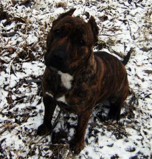 DONEZ PUI METISI AMSTAFF