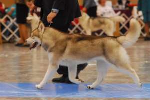PRENOTARI PUI HUSKY ROSU REGAL UNICAT IN ROMANIA