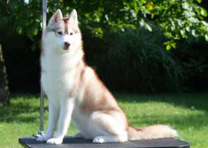 PRENOTARI PUI HUSKY ROSU REGAL UNICAT IN ROMANIA